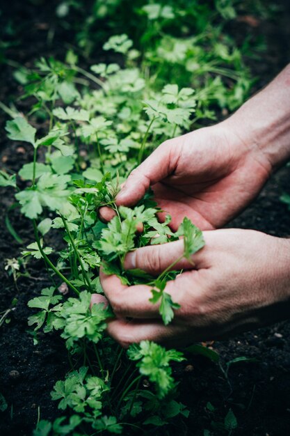 El jardinero masculino trata una cama de jardín con perejil que crece en el jardín