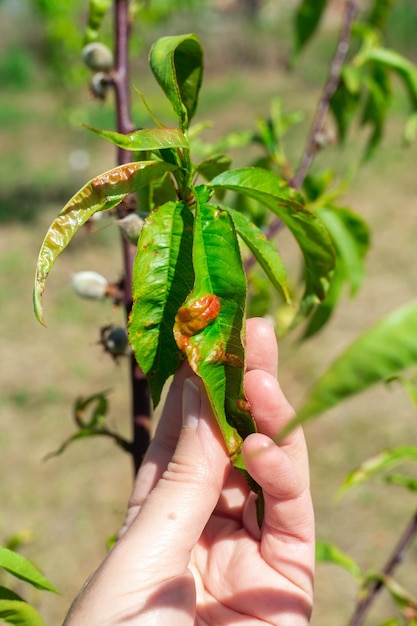 Un jardinero muestra una hoja de durazno afectada por la enfermedad Tratamiento y cura del tizón del durazno