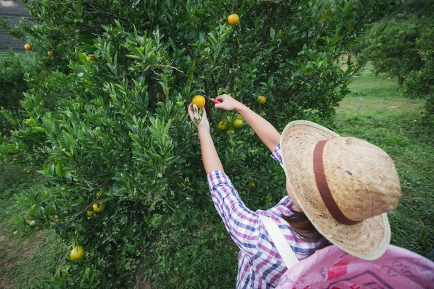 Jardinero de mujer asiática con la cesta en la espalda recogiendo una naranja con tijera en el jardín de campo de naranjas en la mañana.