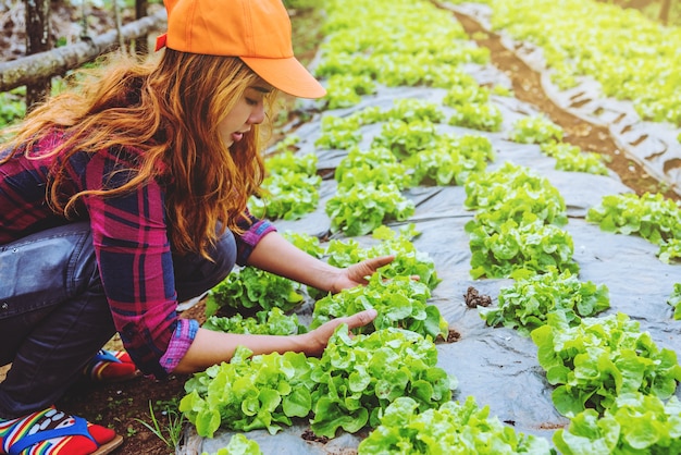 Jardinero mujer asiática. Cuidado de ensaladas de verduras Roble verde En el jardín del vivero.