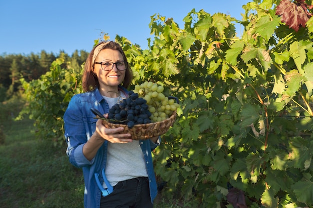 Jardinero de mujer caminando con canasta con vendimia, Fondo de viñedo. Jardín, cultivo de uvas orgánicas, alimentos naturales saludables