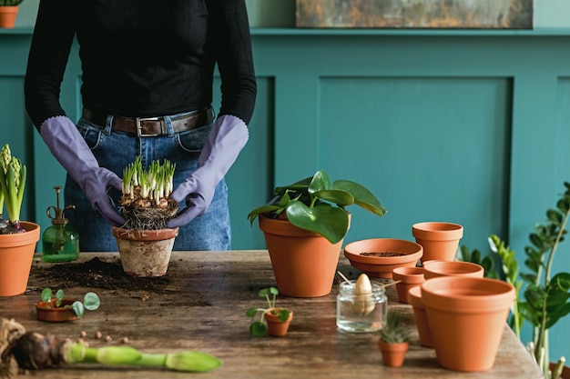 Jardinero de mujer está trasplantando hermosas plantas, cactus, suculentas a macetas de cerámica y cuidando las flores caseras en la mesa de madera retro para su concepto de jardín en casa.