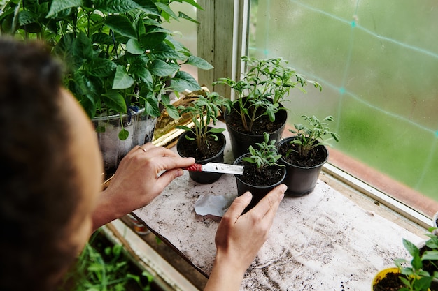 Jardinero de mujer fertilizando el suelo con brotes de semillas de tomate germinadas en una olla. Conceptos del trabajo de jardinería de primavera en un invernadero del país de origen