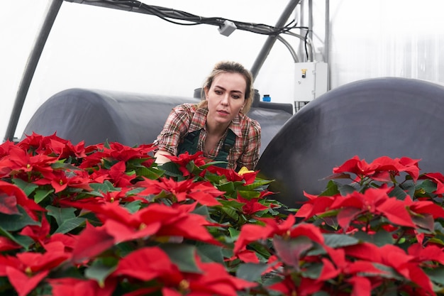 Jardinero de mujer en un invernadero tendiendo flores de nochebuena roja junto a tanques de agua