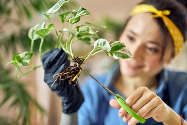 Jardinero mujer joven con tijeras para recortar o podar la planta de la casa en casa