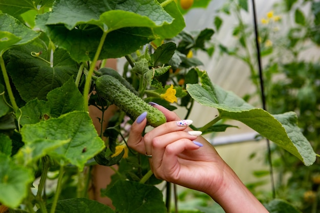Jardinero de mujer sin rostro cosecha plantas de pepino que crecen en casa de campo