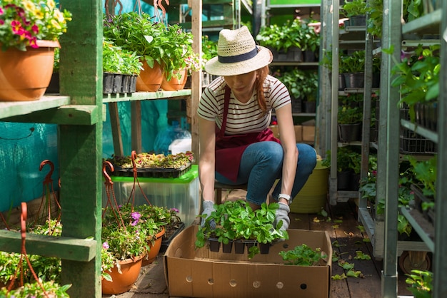 Jardinero de mujer con sombrero y guantes trabaja con flores en el invernadero