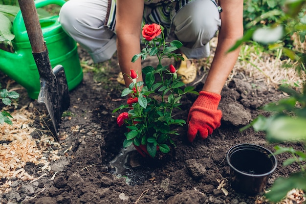 Jardinero mujer trasplantar rosas rojas flores de maceta en suelo húmedo. Trabajo de jardín de primavera verano.