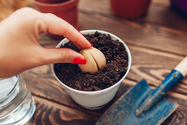 Jardinero mujer trasplantar semillas de aguacate con raíz que crece en una maceta con tierra.