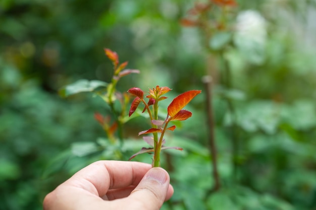 El jardinero se ocupa de las plantas jóvenes de rosas que están creciendo.