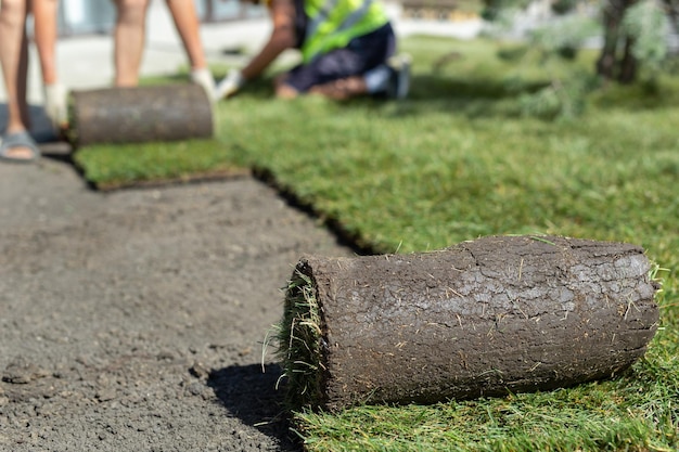 Un jardinero paisajista está poniendo césped para un nuevo césped Césped enrollado