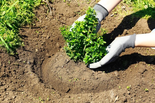 Jardinero plantando árboles en primavera