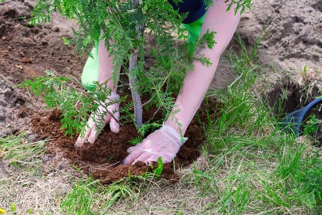 Jardinero plantando plantas de enebro en el jardín Trabajos estacionales en el patio