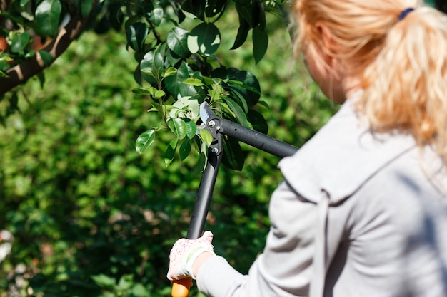 Jardinero poda árboles frutales con tijeras de podar.