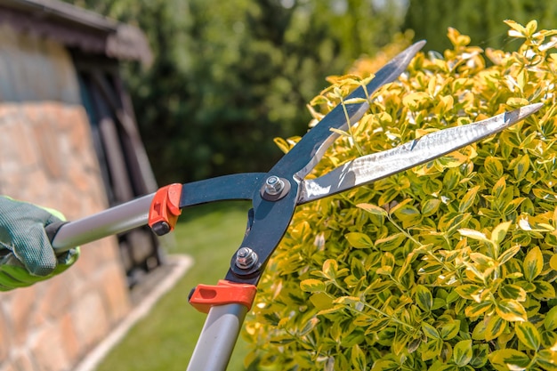 Foto un jardinero poda los arbustos con lechuzas de cerca