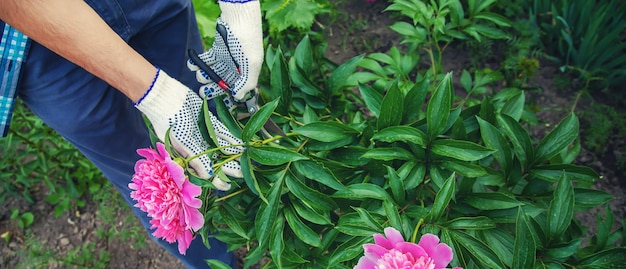 Jardinero poda flores peonías podadoras.