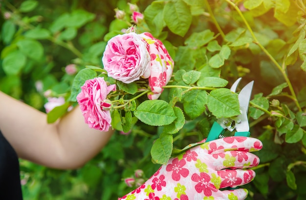 Jardinero poda de te de rosa tijeras.