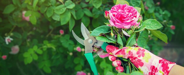 Jardinero poda tijeras de té rosa.