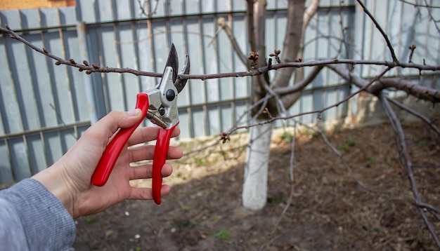 Jardinero podando árboles frutales con tijeras de podar