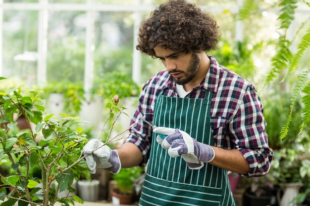 Jardinero podando plantas en invernadero