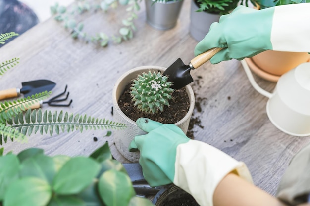 Jardinero Primavera mano de mujer replantando plantando cactus en maceta de cerámica puede ensuciar o suelo en la mesa de madera cuidar en el jardín Hobby de jardinería de plantas o plantas de interior de freelancer interior