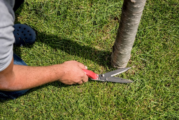 Jardinero profesional podando un césped con unas tijeras de jardín