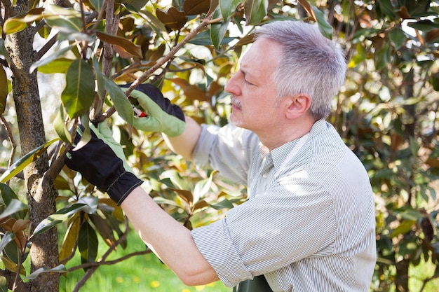 Jardinero profesional que poda un árbol