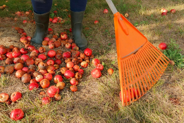 El jardinero quita las manzanas estropeadas que se desmoronan en el jardín con un rastrillo El concepto de otoño