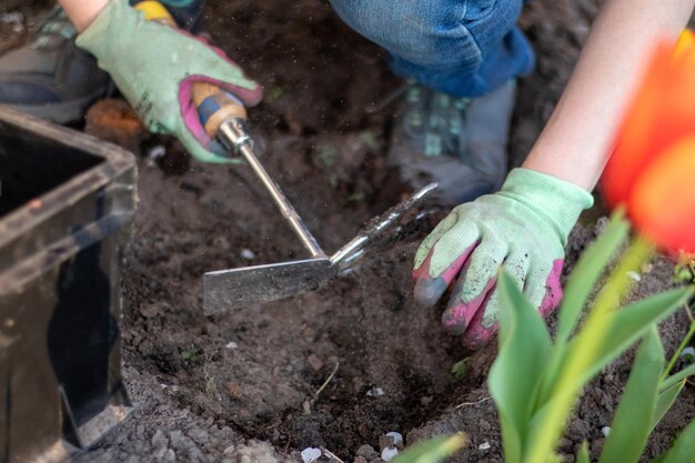 El jardinero rastrilla el suelo para plantar Para trabajar en el jardín Las manos de las mujeres en guantes sostienen una herramienta de jardín y aflojan el suelo cuidando y cultivando plantas de jardín Plantar una planta en el jardín