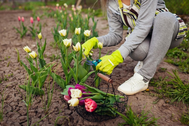 Jardinero recogiendo tulipanes blancos en el jardín de primavera Mujer corta flores con tijeras de podar recogiéndolas en la cesta