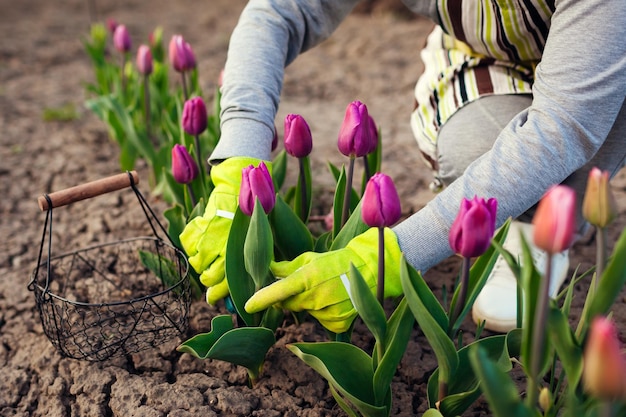 Jardinero recogiendo tulipanes morados en el jardín de primavera Mujer corta flores con tijeras de podar recogiéndolas en la cesta