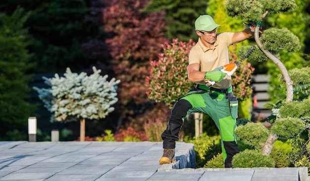 El jardinero recorta y da forma a las plantas decorativas