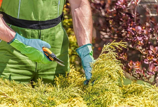 Foto jardinero recortando arbustos con podadoras manuales