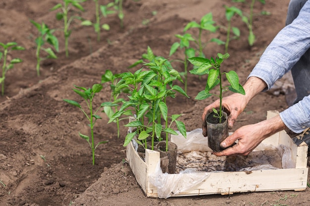 El jardinero saca un pimpollo de la caja.