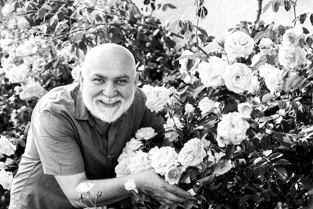 Jardinero senior en el jardín Agricultura jardinería y personas concepto feliz senior hombre con rosas flores floreciendo en el jardín de verano