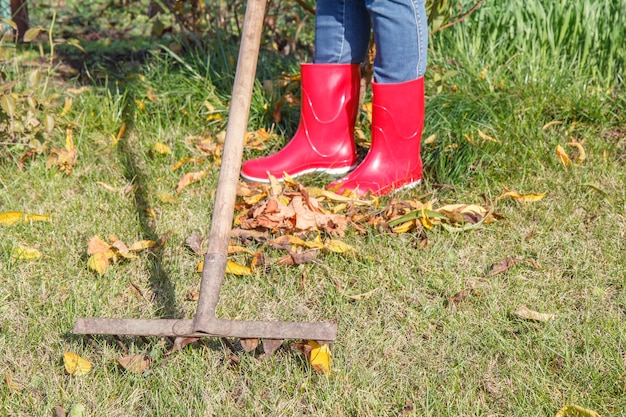 Jardinero de sexo femenino en botas de goma rojas limpia un jardín con un rastrillo en otoño.