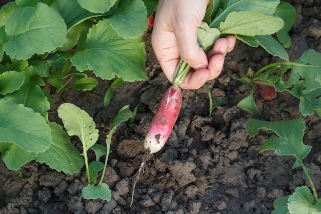 Jardinero de sexo femenino está cavando rábano rojo maduro en el jardín. Vista cercana