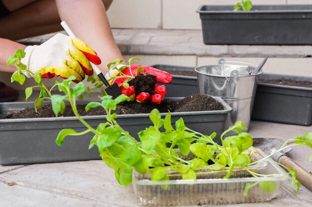 Jardinero siembra con herramientas de macetas. Mano de mujer plantar flores de petunia en el jardín de verano en casa, al aire libre. Concepto de jardinería y flores. Jardinero siembra con herramientas de macetas. Elevado