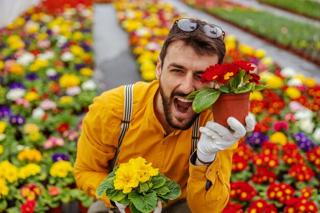 Jardinero sonriente en cuclillas en invernadero y haciendo muecas con flores.