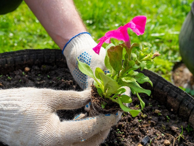 El jardinero sostiene una flor brillante en sus manos y la planta en el suelo preparado Guantes en la vista lateral de las manos Agricultura