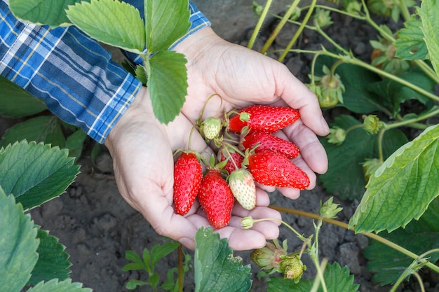 El jardinero sostiene fresas maduras en las palmas con tierra en el fondo. Vista superior. Fresas maduras e inmaduras que crecen en el arbusto en el jardín