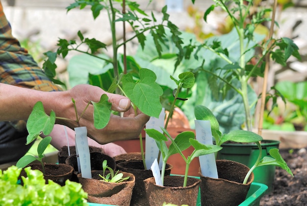 Jardinero con sus plantulas