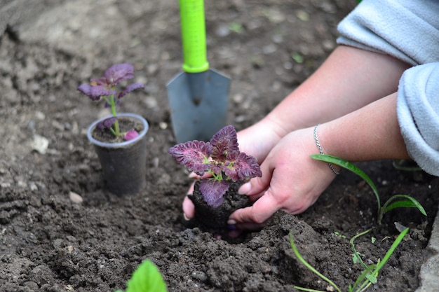 El jardinero transfiere las plántulas al suelo.