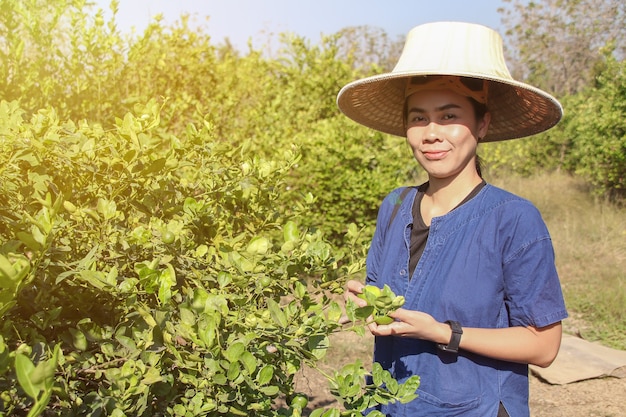 Jardineros asiáticos felices cosechando cal verde fresca orgánica en los jardines.