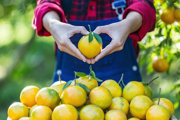 Los jardineros están recolectando naranjas.