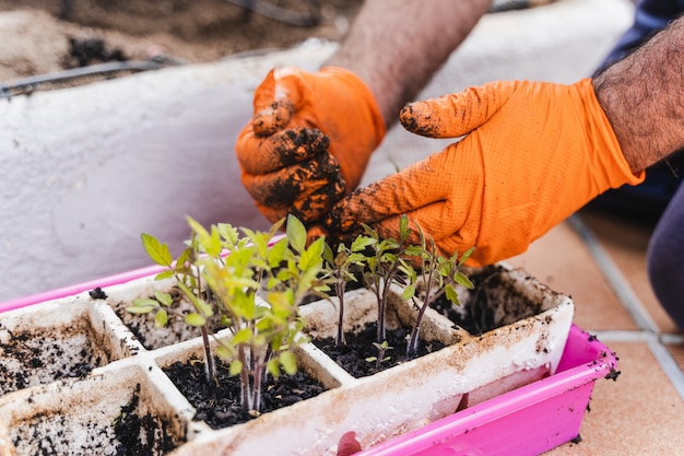 Jardineros hombres manos plantando plántulas de tomate en el jardín