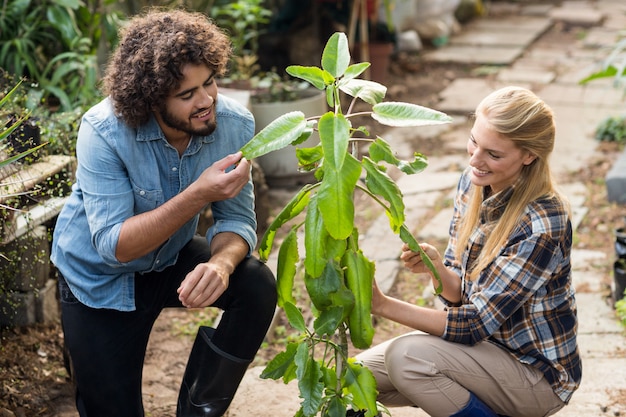 Foto jardineros inspeccionando plantas en invernadero