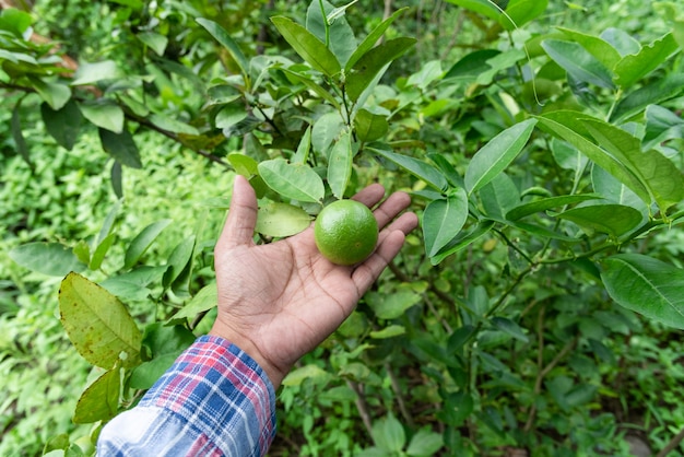 Jardineros de mano Atrapan verde lima en un árbol.