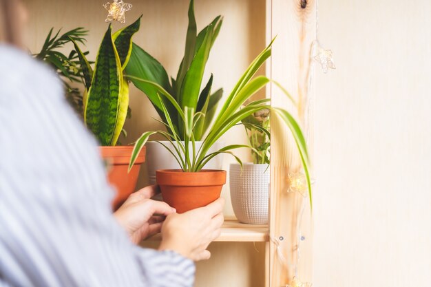 Foto jardineros de manos de mujer sosteniendo y trasplantando la siembra de maceta blanca. jardinería doméstica, amor por las plantas de interior.