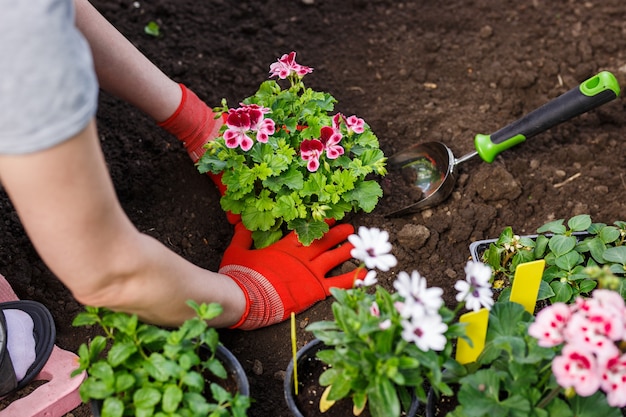 Jardineros manos plantando flores en el jardín, foto de cerca.